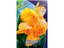 Canna (green) En Avant  103,3 �. �� 2 ��.jpg