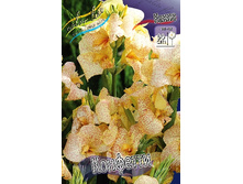 Canna (green) Confetti  103,3 �. �� 2 ��.jpg
