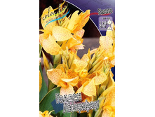 Canna (green) Golden Lucifer  103,3 �. �� 2 ��.jpg