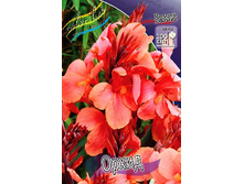Canna (green) Orchid  103,3 �. �� 2 ��.jpg