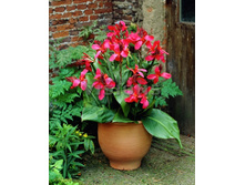 Canna (green) Perkeo NEW  103,3 �. �� 2 ��.jpg