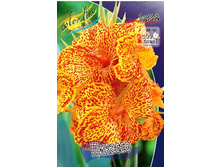 Canna (green) Picasso  103,3 �. �� 2 ��.jpg