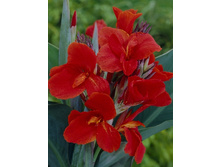 Canna (green) President 103,3 �. �� 2 ��.jpg