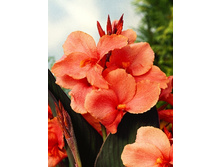 Canna (green) Tirol 103,3 �. �� 2 ��.jpg