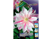 Clematis Andromeda 332,8 �. �� 3 ��.jpg