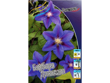 Clematis Barbara Jackman 281,8 �. �� 3 ��.jpg