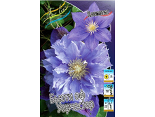 Clematis Beauty Of Worcester 225,7 �. �� 2 ��.jpg