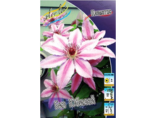 Clematis Bees Jubilee 462 �. �� 5 ��.jpg