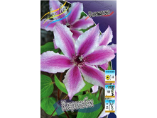 Clematis Carnaby 547,10 �. �� 5 ��.jpg