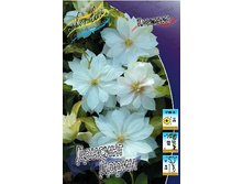Clematis Dancing Dorien  952,7 �. �� 5 ��.jpg