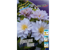 Clematis Dancing King  952,7 �. �� 5 ��.jpg