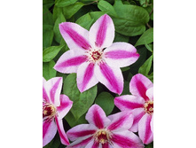 Clematis Darius NEW 547,10 �. �� 5 ��.jpg