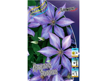 Clematis Dorothy Walton 462 �. �� 5 ��.jpg