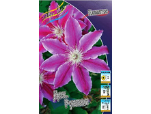 Clematis Dr Ruppel 462 �. �� 5 ��.jpg