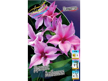 Clematis Duchess Of Albany 527,6�. �� 5 ��.jpg