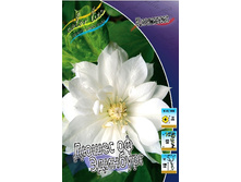 Clematis Duchess of Edinburgh 588,3�. �� 5 ��.jpg