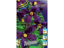 Clematis Durandii 466,9�. �� 5 ��.jpg