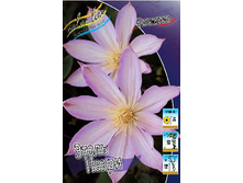Clematis Etoile Nacree 497,3�. �� 5 ��.jpg
