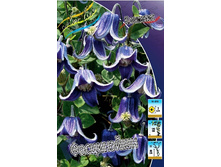 Clematis Fascination 952,7�. �� 5 ��.jpg