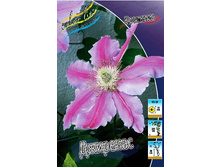 Clematis Girenas 547,1�. �� 5 ��.jpg