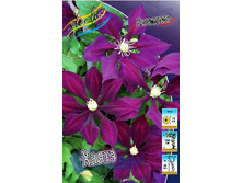 Clematis Hayate 588,3�. �� 5 ��.jpg