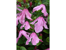 Clematis Hendryetta 952,7�. �� 5 ��.jpg