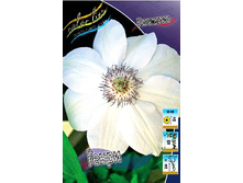 Clematis Henryi 332,8 �. �� 3 ��.jpg