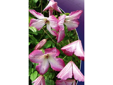 Clematis I Am Lady Q 952,7 �. �� 5 ��.jpg