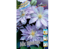 Clematis Ice Crystal 819,10�. �� 5 ��.jpg
