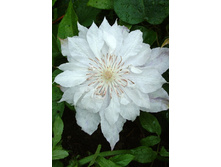 Clematis Jackmanii Alba 1 NEW 225,7 �. �� 2 ��.jpg