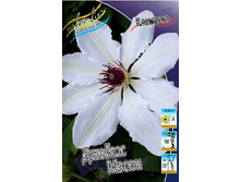 Clematis James Mason 547,10 �. �� 5 ��.jpg