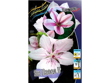 Clematis Jan Pawel II 462 �. �� 5 ��.jpg