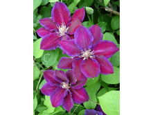 Clematis Julka 332,8 �. �� 3 ��.jpg