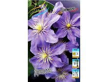 Clematis Justa 497,3 �. �� 5 ��.jpg