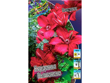 Clematis Kardinal Wyszynski 225,7 �. �� 2 ��.jpg