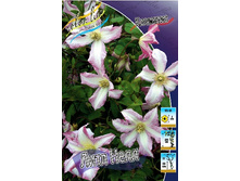 Clematis Little Nell 547,10 �. �� 5 ��.jpg