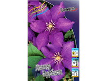 Clematis Luther Burbank 497,3 �. �� 5 ��.jpg