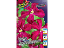 Clematis Madame Julia Correvon 497,3 �. �� 5 ��.jpg