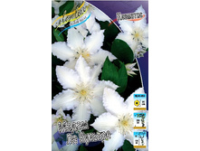 Clematis Madame Le Coultre 462 �. �� 5 ��.jpg