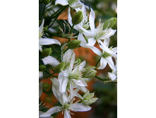 Clematis Mandshurica 585,3�. �� 5 ��.jpg