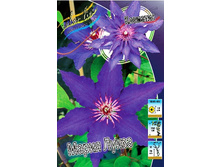 Clematis Maria Louisa 547,10 �. �� 5 ��.jpg