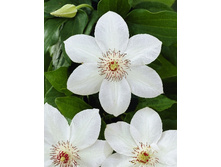 Clematis Miss Bateman 462 �. �� 5 ��.jpg