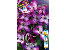 Clematis Minuet 547,10 �. �� 5 ��.jpg