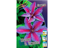 Clematis Mrs N Thompson 462 �. �� 5 ��.jpg