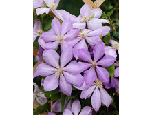 Clematis Mrs Cholmondeley 462 �. �� 5 ��.jpg