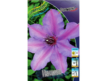 Clematis Natascha 497,3�. �� 5 ��.jpg