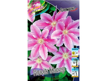 Clematis Nelly Moser 462 �. �� 5 ��.jpg