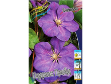 Clematis Perrin's Pride 497,3�. �� 5 ��.jpg