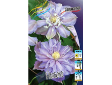 Clematis Paola 547,10�. �� 5 ��.jpg