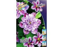 Clematis Piilu 462 �. �� 5 ��.jpg